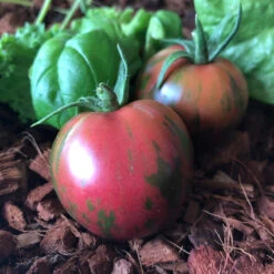 Pink Boar Tomato Seeds (Organic) -Brandt Sales snv8542 web2