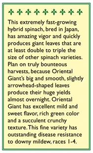 Renee's Garden Spinach Japanese Oriental Giant 5 Renee's Garden Spinach Japanese Oriental Giant - Image 3