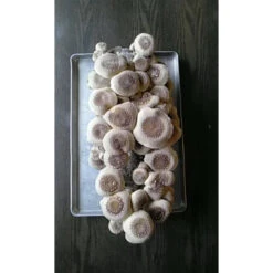 Shiitake Mushroom Block -Brandt Sales spr200 2 web