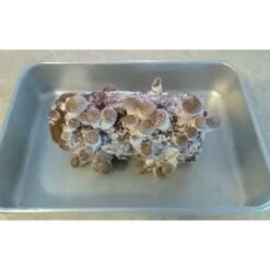Shiitake Mushroom Block -Brandt Sales spr200 3 web