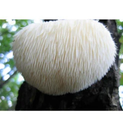 Lion's Mane Mushroom Plug Spawn (100 Plugs/pk) 7 Lion's Mane Mushroom Plug Spawn (100 Plugs/pk) -Brandt Sales spr223 web
