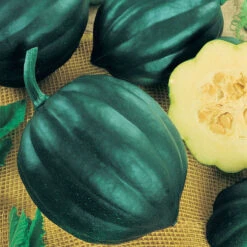 Table Queen Acorn Winter Squash Seeds (Organic) -Brandt Sales squash table queen acorn