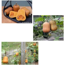 Renee's Garden Squash Winter Baby Butternut Honey Nut -Brandt Sales squash winter honey nut 72dpi 03