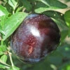 Starry Night Plum Tree 1 Starry Night Plum Tree -Brandt Sales starry night plum B
