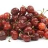Dwarf Stella Cherry Tree -Brandt Sales stella cherry tree dwarf