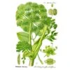 Strictly Medicinal Organic Angelica Official 1 Strictly Medicinal Organic Angelica Official -Brandt Sales strictly medicinal organic angelica official