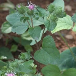 Strictly Medicinal Organic Burdock, Gobo
