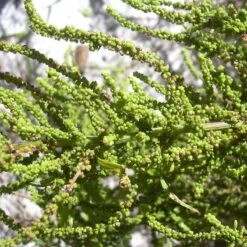 Strictly Medicinal Organic Epazote