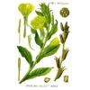 Strictly Medicinal Organic Evening Primrose -Brandt Sales strictly medicinal organic evening primrose