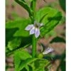 Strictly Medicinal Organic Lobelia, Official -Brandt Sales strictly medicinal organic lobelia official