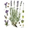 Strictly Medicinal Organic Munstead Lavender -Brandt Sales strictly medicinal organic munstead lavender