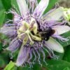 Strictly Medicinal Organic Passionflower -Brandt Sales strictly medicinal organic passionflower