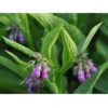 Strictly Medicinal Organic True Comfrey