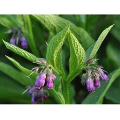 Strictly Medicinal Organic True Comfrey