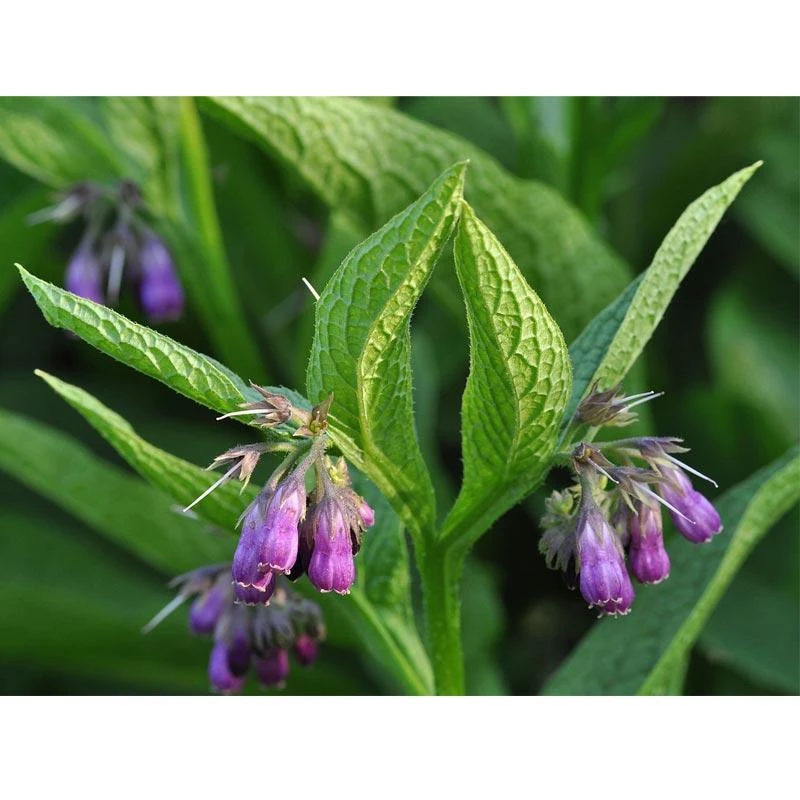 Strictly Medicinal Organic True Comfrey 3 Strictly Medicinal Organic True Comfrey