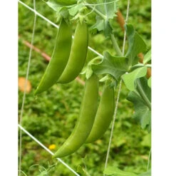 Organic Peas, Sugar Daddy (1/2 Lb ) -Brandt Sales sugar daddy web 1