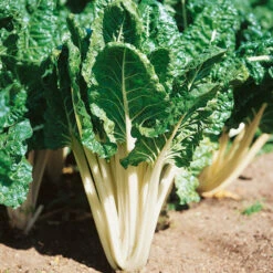 Fordhook Giant Chard Seeds (Organic) -Brandt Sales swisschard fordhook