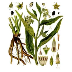 Strictly Medicinal Organic True Comfrey 9 Strictly Medicinal Organic True Comfrey -Brandt Sales symphytum officinale