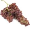 Table Grape Vine - Flame (Seedless) -Brandt Sales table grape vine flame seedless