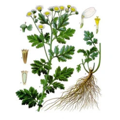 Strictly Medicinal Organic Feverfew -Brandt Sales tanacetum parthenium