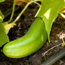 Tendergreen Cucumber Seeds (Organic) 7 Tendergreen Cucumber Seeds (Organic) -Brandt Sales tendergreen a 1 1