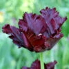"Black Parrot" Tulip Bulbs (Pack Of 6) -Brandt Sales tulip black parrot