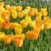 "Daydream" Tulip Bulbs (Pack Of 8) 2 "Daydream" Tulip Bulbs (Pack Of 8) -Brandt Sales tulip daydream