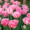 "Foxtrot" Double Early Tulip (Pack Of 8) 1 "Foxtrot" Double Early Tulip (Pack Of 8) -Brandt Sales tulip double early foxtrot