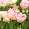 "Angelique" Double Late Tulip Bulbs (Pack Of 8) -Brandt Sales tulip double late angelique