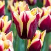 "Gavota" Triumph Tulip Bulbs (Pack Of 8) -Brandt Sales tulip triumph gavota