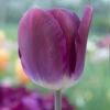 "Kansas Proud" Triumph Tulip Bulbs (Pack Of 8) -Brandt Sales tulip triumph kansas proud