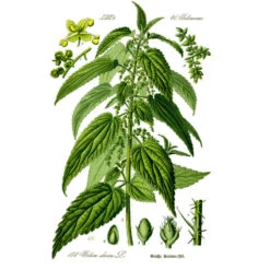 Strictly Medicinal Organic Stinging Nettles -Brandt Sales urtica dioica