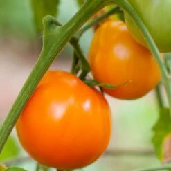 Valencia Tomato Seeds (Organic) -Brandt Sales valencia 1
