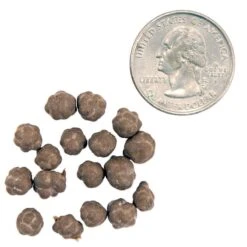 VermiPod Earthworms (12/pk)