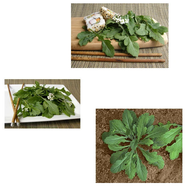 Renee's Garden Arugula Wasabi 4 Renee's Garden Arugula Wasabi - Image 2