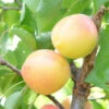 White Knockout Apricot Tree 1 White Knockout Apricot Tree -Brandt Sales white knockout apricot B
