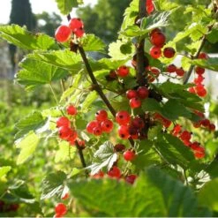 Wilder Red Currant