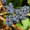 Wine Grape - Pinot Noir -Brandt Sales wine grape pinot noir