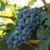 Wine Grape Vine - Cabernet Sauvignon -Brandt Sales wine grape vine cabernet sauvignon