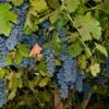 Wine Grape Vine - Shiraz (Syrah) -Brandt Sales wine grape vine shiraz syrah