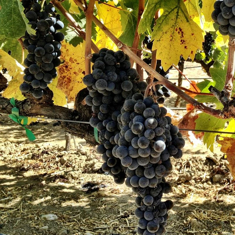 Wine Grape Vine - Zinfandel 3 Wine Grape Vine - Zinfandel
